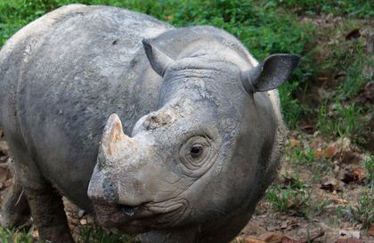 Sumatran Rhino Goes Extinct in the Wild in Malaysia