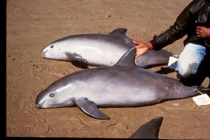 Critically Endangered Porpoise Could Be Extinct in Four Years