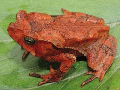 Leaf-Patterned Toad Without Ears Discovered in Peru