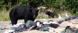 A side view of two Black Bears feeding in an open-air waste dump.