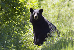 Un ours noir assis de profil dans la verdure regarde l'objectif.