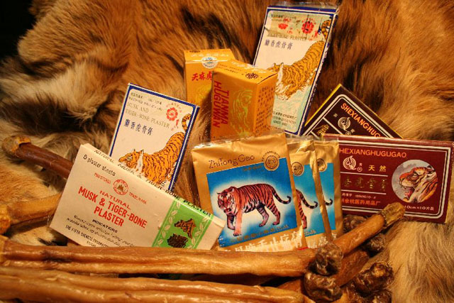 Produits de la médecine traditionnelle asiatique à base de tigre: fourrure entière, pansements, baume, pénis séchés. 