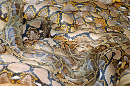Burmese Pythons squeezed on one another. 