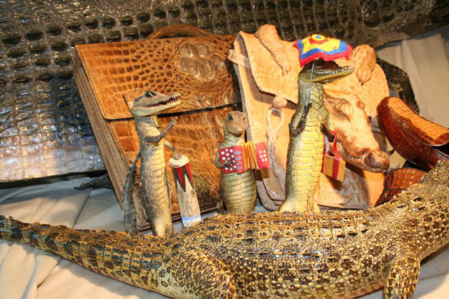 Objets divers fabriqués à partir de pièces anatomiques de crocodiliens: caïmans naturalisés, peau de crocodilien, soulier, sac-à-main et sac d'écolier en peau de crocodilien.