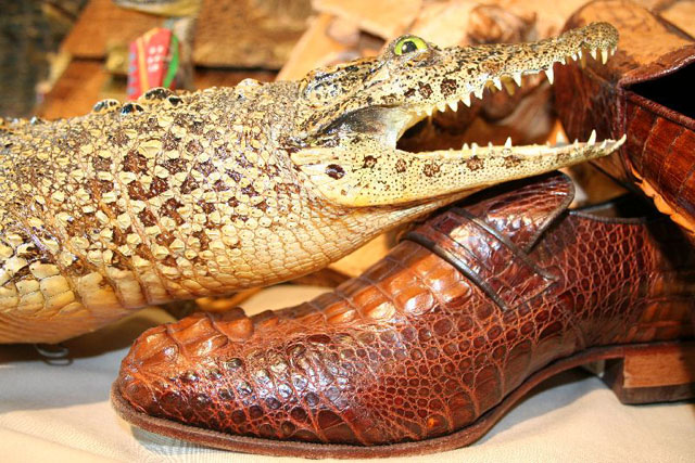 Crocodilian skin shoes and a naturalized caiman. 