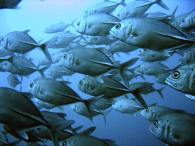 Image sous-marine d'un banc de thons vus de profil.