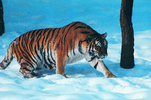 A side view of an Amur Tiger walking in the snow. 