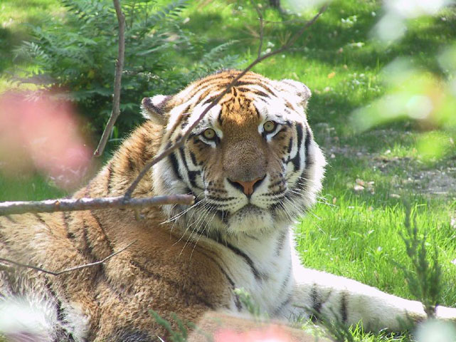 Plan avant d'un tigre de l'Amour couché de profil dans l'herbe et fixant l'objectif.