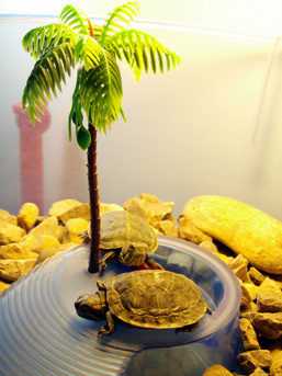 Two Red-eared Sliders rest on a plastic structure on which is fixed a very small artificial palm tree.