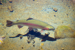 View from above of a Rainbow Trout in shallow waters. 