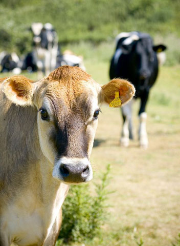 Gros plan sur la tête d'une vache qui fait face à l'objectif; une autre vache s'approche en arrière plan.