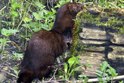 A side view of an American Mink on a forest floor. 