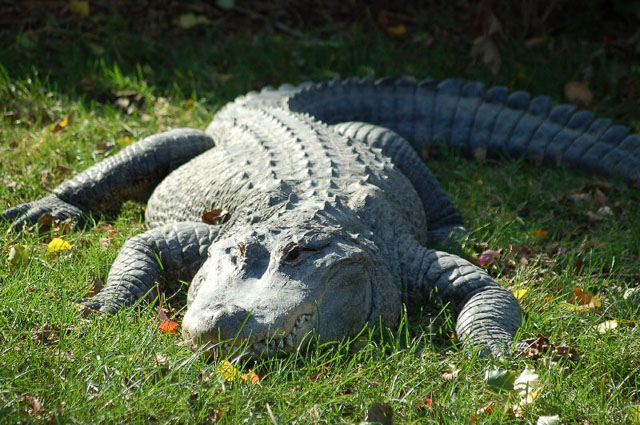 An American Alligator rests on the lawn, facing the camera. 