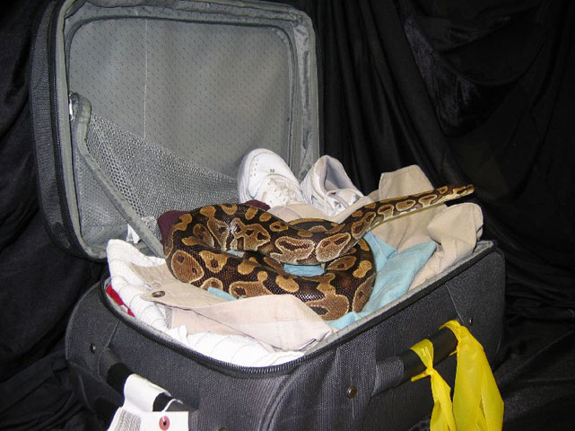 An open suitcase contains clothes on which lies a Ball Python.