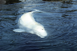 A Beluga swims at the water surface.