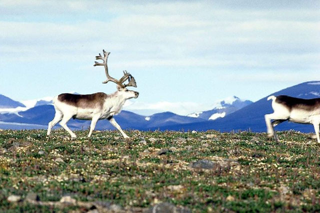 Vue panoramique de deux caribous de Peary avançant l'un derrière l'autre dans un paysage montagneux.