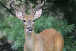 A White-Tailed Deer near a pine tree stares immobile at the camera. 