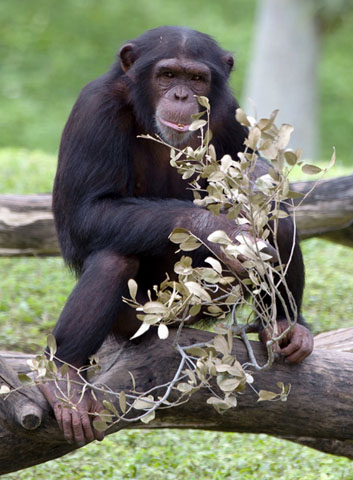 A full body view of a Chimpanzee sitting on a tree stump and staring at the camera. 