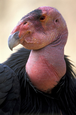 Close-up side view of the head of a California Condor. 
