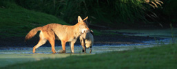 A side view of a Coyote crossing in shallow water with a goose in its jaw. 