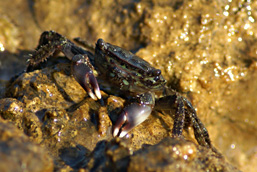 Crabe vert émergé immobile sur une pierre et faisant face à l'objectif.