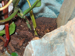 A Puerto Rican Crested Toad immobile in a terrarium made of wood shavings, stones and green plants.
