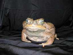 A Giant Marine Toad rests on a black cloth and stares at the camera. 