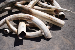 Raw elephants' tusks piled up on the ground. 