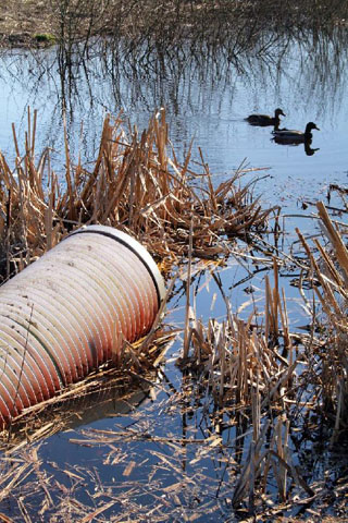 Deux canards nagent sur un étang où débouche un tuyau de déversement.