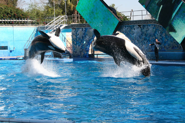 Two Killer Whales perform a reverse jump in a pool under the supervision of their trainer.