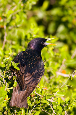 A back view of a European Starling, perched on a branch in a bush, turns its head to the right and opens its beak. 