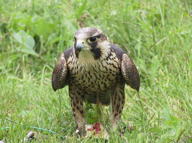 A face view of a Peregrine Falcon on the ground, pulling up to pieces a prey between its talons.