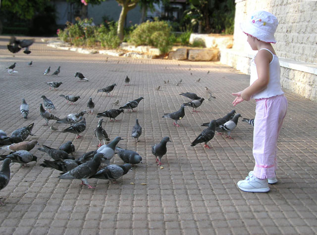 A young girl feeds twenty pigeons standing at her feet on the pavement.