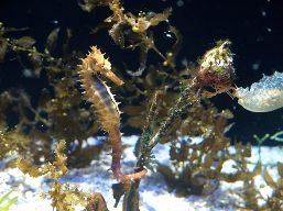 Underwater view of a seahorse holding onto an aquatic plant. 