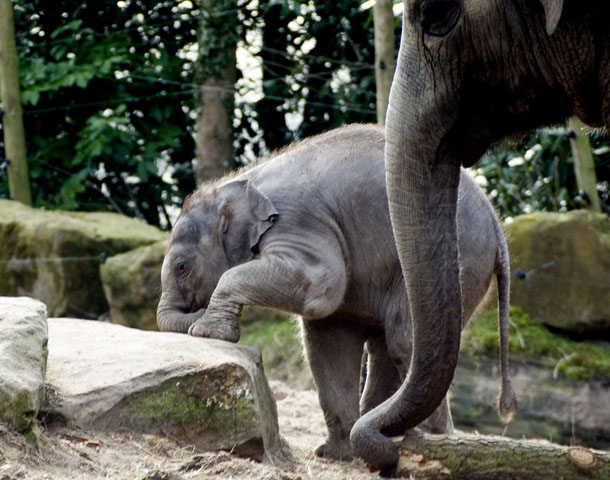 Bébé éléphant d'Asie vu de profil, une patte appuyée sur une grosse pierre, la trompe d'un adulte pendant à ses côtés.