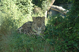 Un léopard couché dans la verdure fait face à l'objectif.