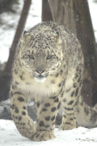 Un léopard des neiges, vu de face.