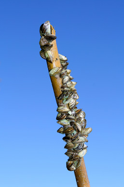 Plusieurs douzaines de moules zébrées sont fixées à une branche.