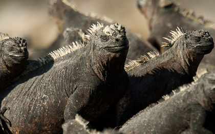 Man arrested in Galapagos for trafficking in endangered iguanas