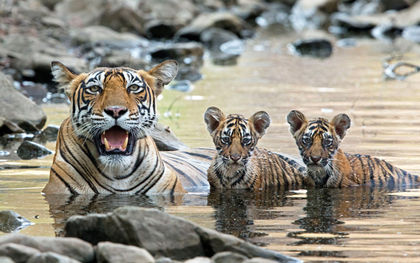 World’s wild tiger count rising for first time in a century