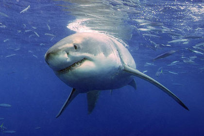 Great White Sharks Are Late Bloomers