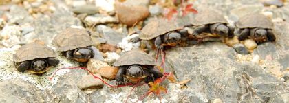 NS Nature Trust needs help protecting rare turtles