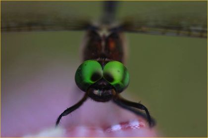Speed Limits Could Save Rarest Dragonfly