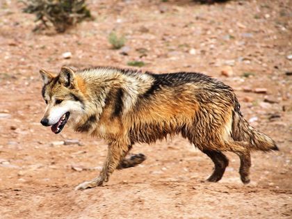 Mexican Wolf Population Grows in Southwestern US