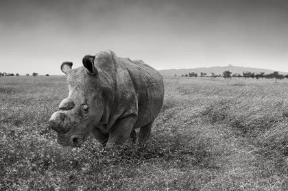 Then There Were 5: Inside the Race to Save the Northern White Rhino