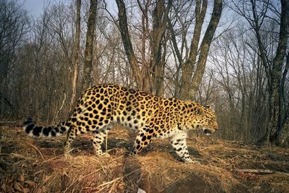 Rarest Big Cat on Earth Starting to Make a Comeback