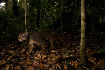 Rare Borneo Bay Cat Captured in Stunning Photo