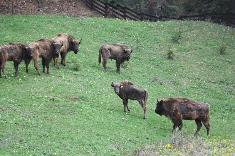 European Bison to Be Released into Wild