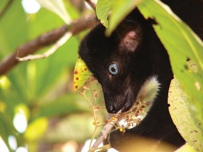 Urgent! Lemur Crisis Prompts Conservationist Call-to-Action