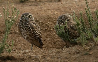 New government funding to protect endangered wildlife species in Saskatchewan